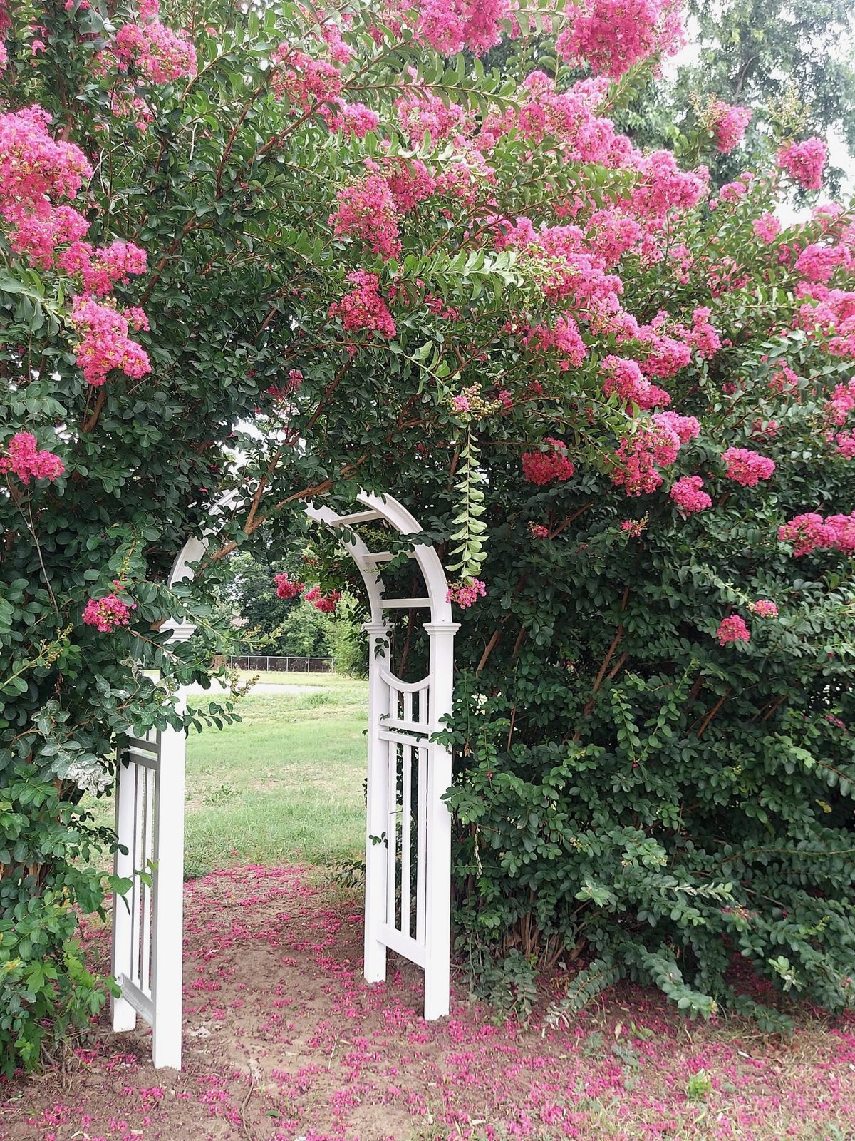 Garden arbor with blooming crepe myrtles